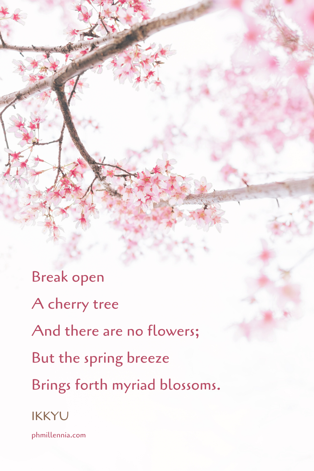 Cherry Blossom Caption