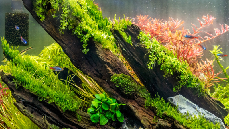 Aquascaping