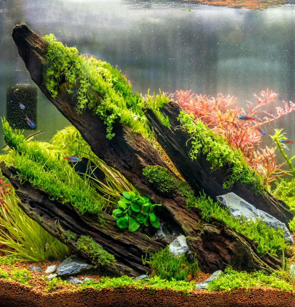 Aquascaping