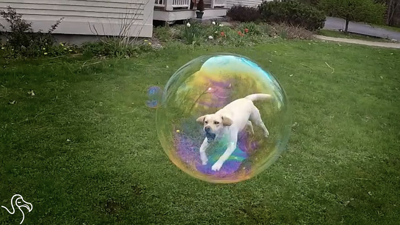 Bubble Theory Dog Training