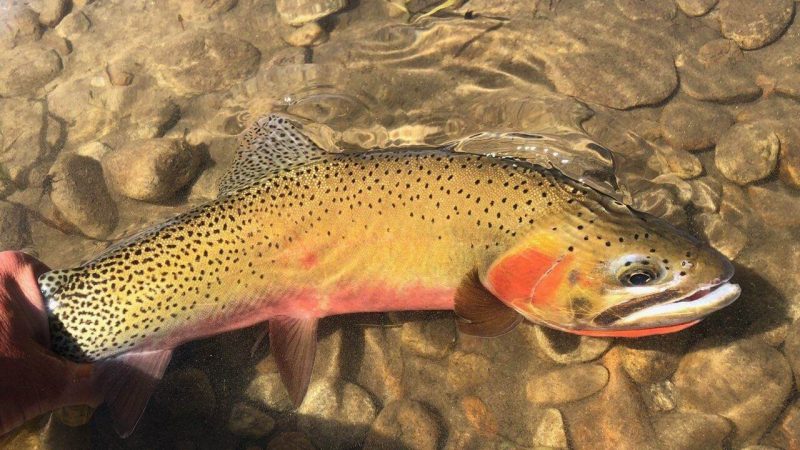 Cutthroat Trout