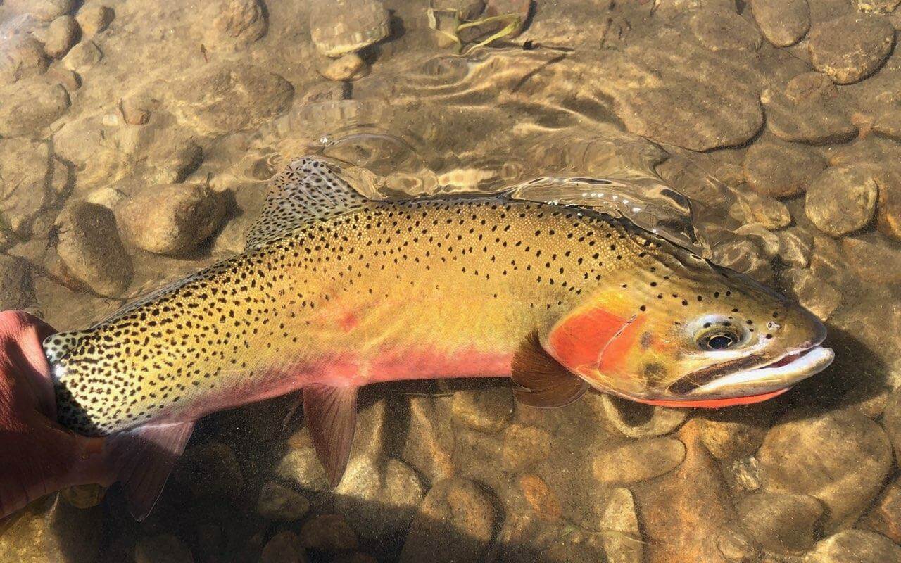 Cutthroat Trout