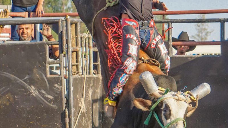 Jaripeo