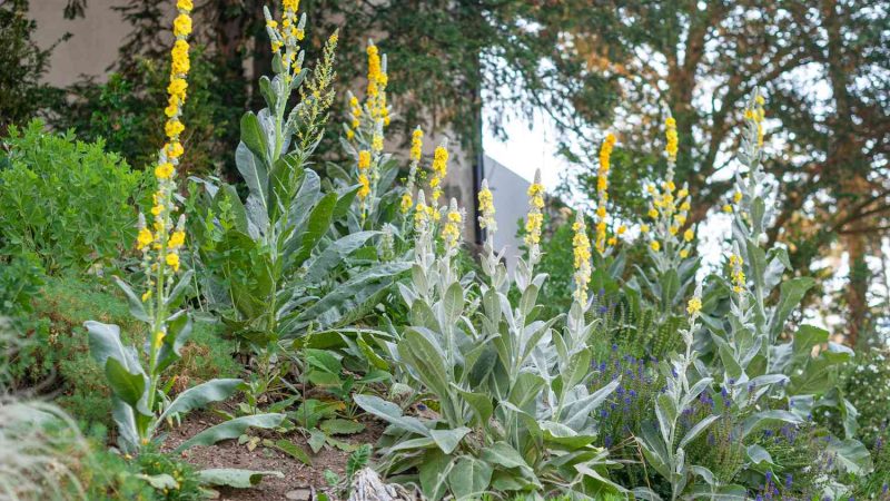 Mullein Plant