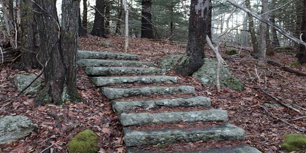 Stairs In The Woods