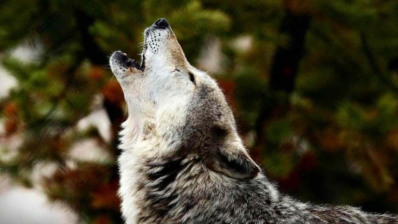 Wolves Howling