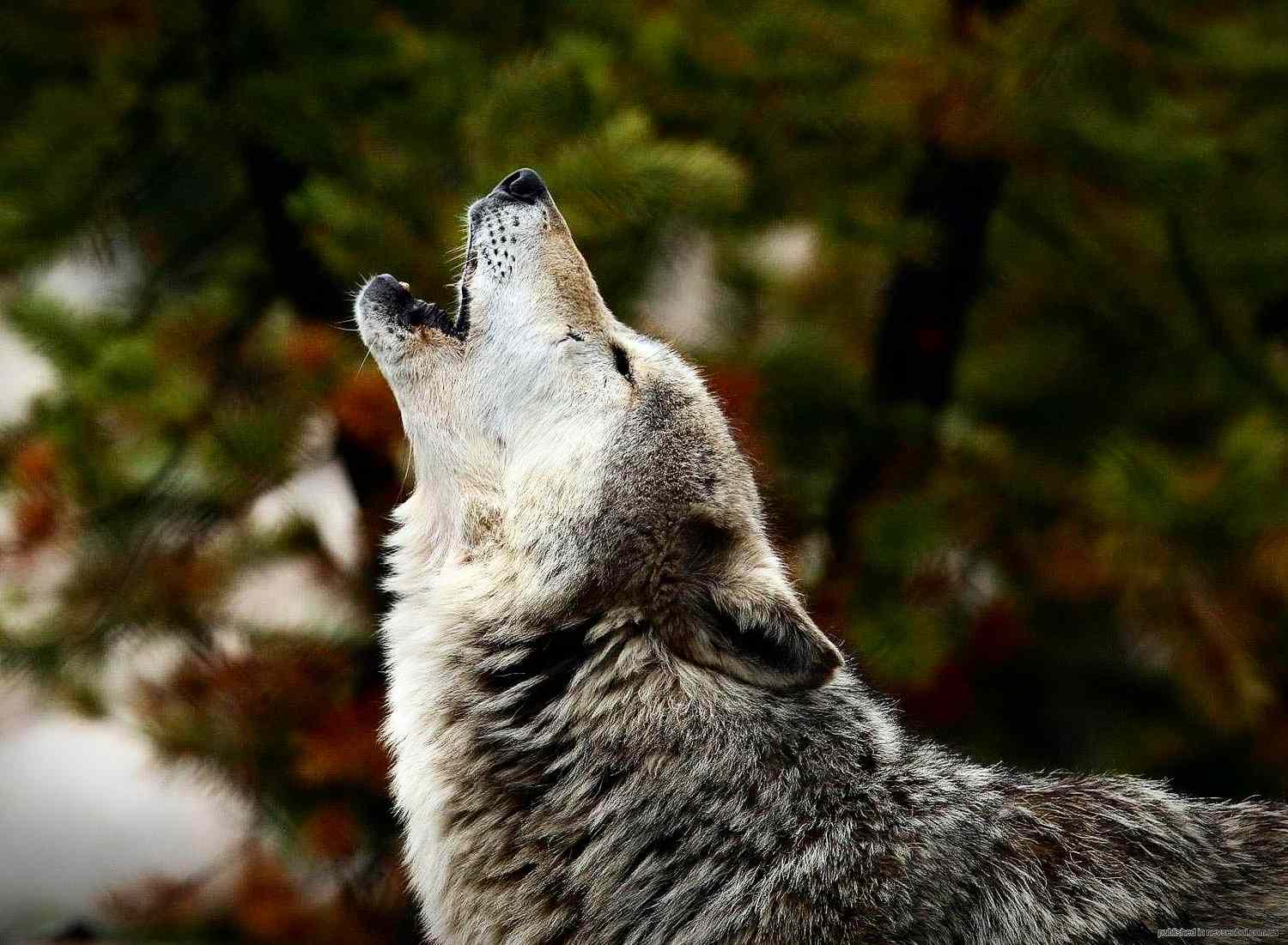 Wolves Howling