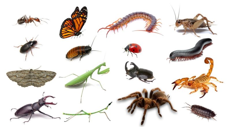 Are Bugs Animals