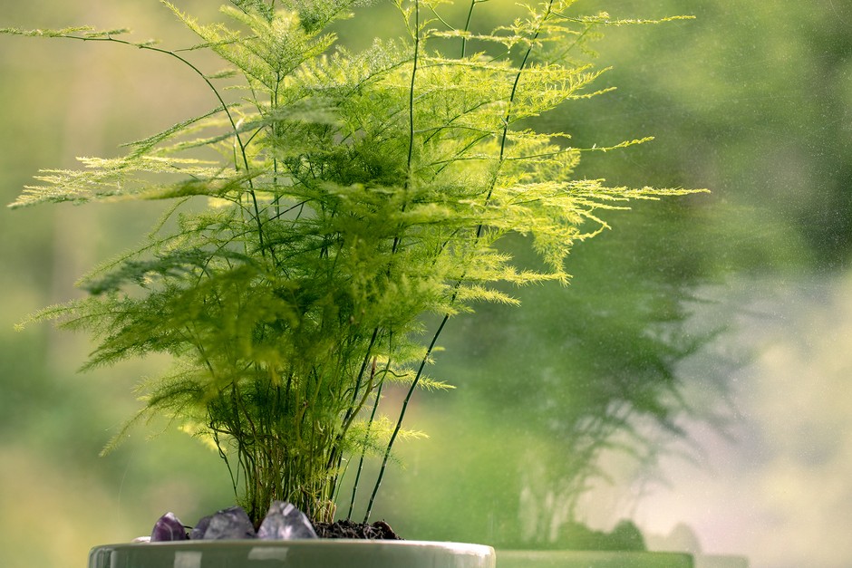 Asparagus Fern