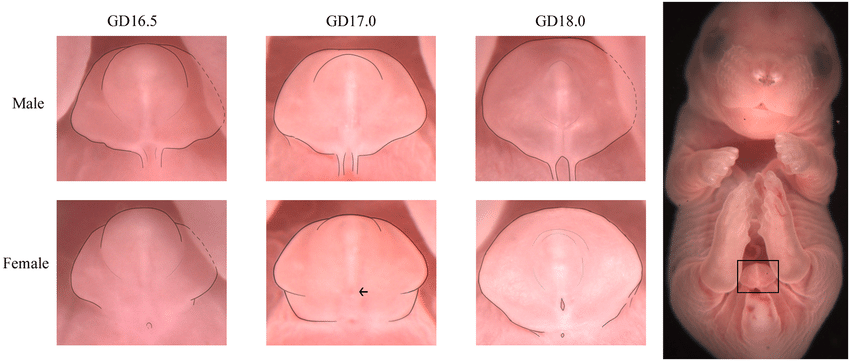 Bottom Growth