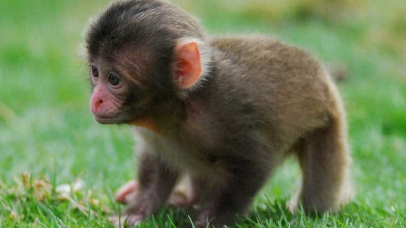 Cutest Monkey