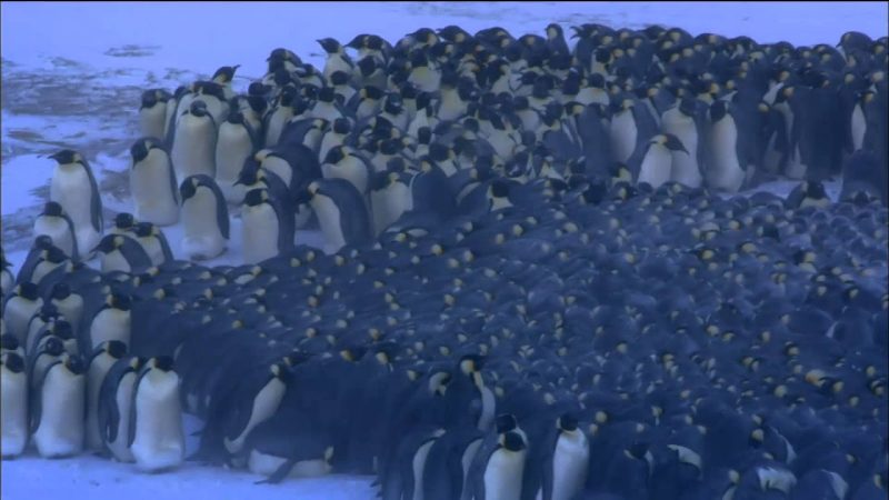 How Do Penguins Stay Warm