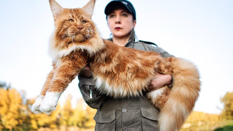 Maine Coon Cat