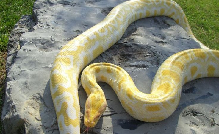 Yellow And White Snake