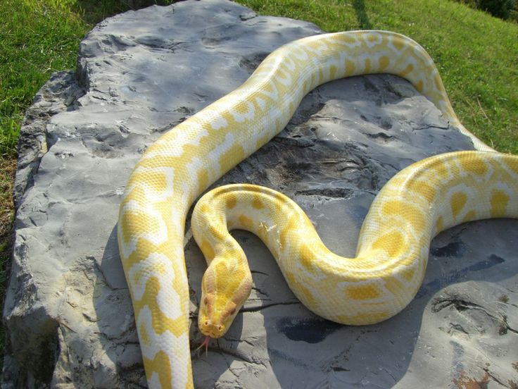 Yellow And White Snake