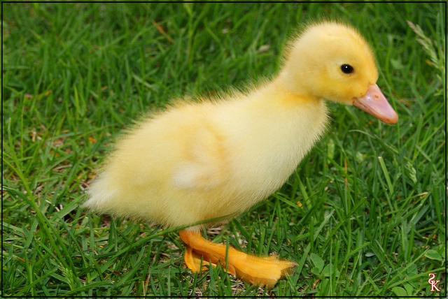 Yellow Duck