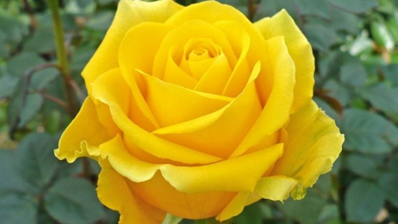 Yellow Rose