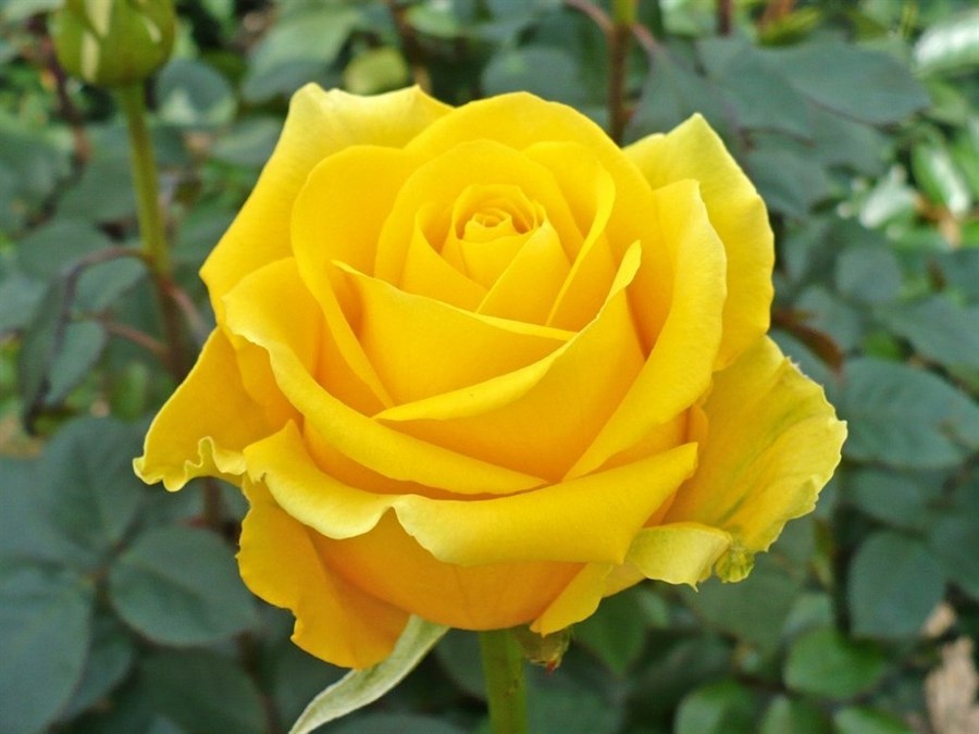 Yellow Rose