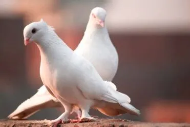 Exploring the Representation of Doves: Symbolism, Cultural Significance, and Historical Context