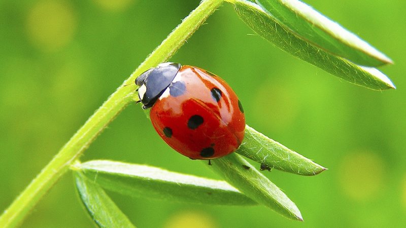 Ladybugs: A Sign from Angels or Nature’s Delightful Gift?