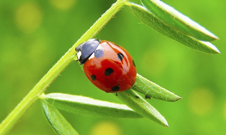 Ladybugs: A Sign from Angels or Nature’s Delightful Gift?