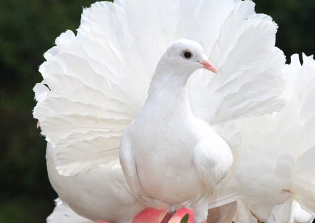 Symbolism of the Dove: A Deep Dive into its Cultural and Historical Significance