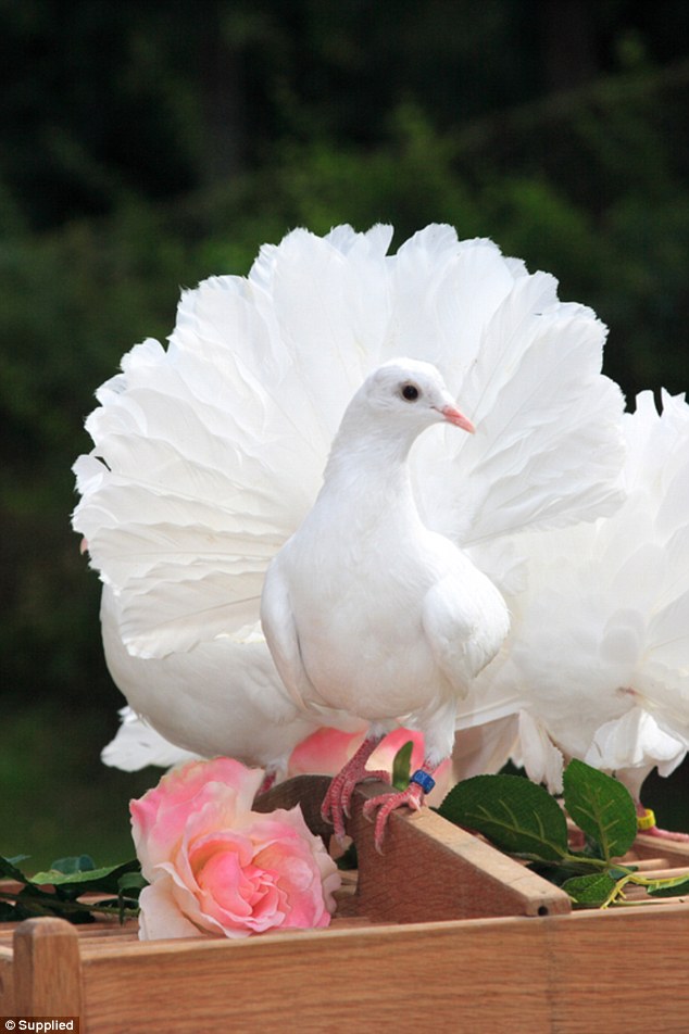 Symbolism of the Dove: A Deep Dive into its Cultural and Historical Significance