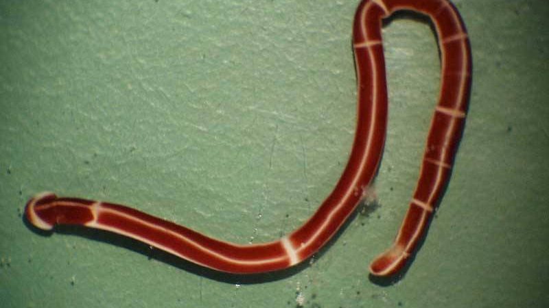 The Fascinating World of Ribbon Worms