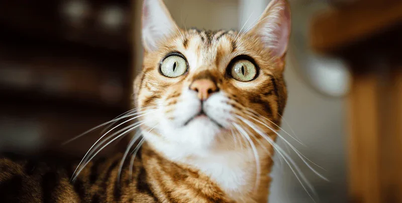 Can Cats See Color? A Deep Dive Into Feline Vision