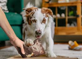 Best Dog Food Brands: A Comprehensive Guide to Nourishing Your Furry Friend